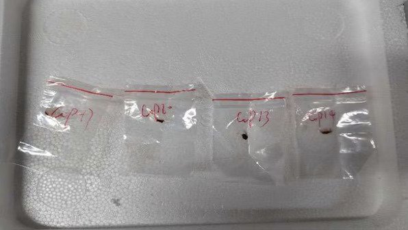 confiscated sample of fusarium graminearum fungus in evidence bag